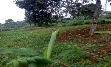 Tanah Cocok Untuk Villa di Lembang Kondisi Kebun Produktif