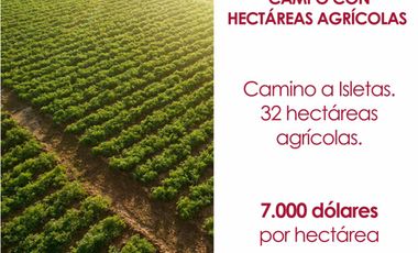 Campo con hectáreas agrícolas