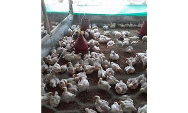 Vendo finca sector Porvenir, vía Tierralta