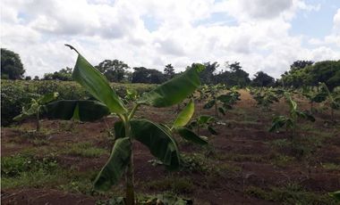 Vendo finca sector Porvenir, vía Tierralta
