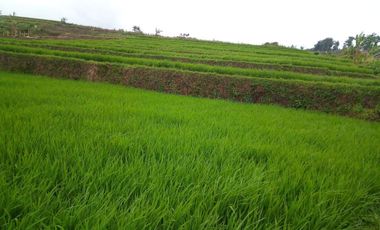 220 Tumbak Sawah Pinggir Jl Cijamil Mekarsari, Dekat Kantor IDI, Cipulus, Ngamprah, Bandung Barat