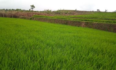 220 Tumbak Sawah Pinggir Jl Cijamil Mekarsari, Dekat Kantor IDI, Cipulus, Ngamprah, Bandung Barat