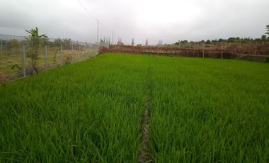 220 Tumbak Sawah Pinggir Jl Cijamil Mekarsari, Dekat Kantor IDI, Cipulus, Ngamprah, Bandung Barat