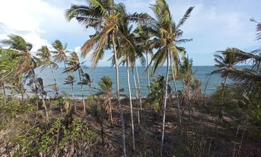 Tanah Los Pantai Cocok Untuk Tambak Udang Lombok Timur