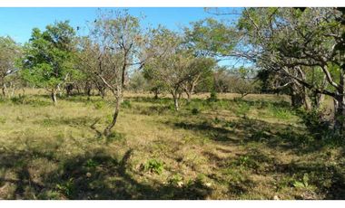 VENDO 1.9 HECTAREAS DE TERRENO EL FRANCES 