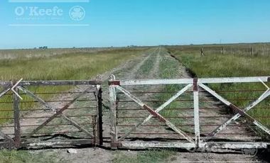 Campo ganadero en venta de 1362 has en Olavarria