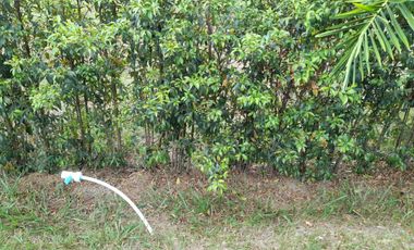 LOTE CAMPESTRE EN VENTA EN SECTOR CERRITOS/PEREIRA