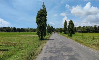 Kavling Murah Utara Jl.Daendels-Purworejo, View Sawah