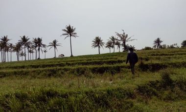 Tanah 8 Ha Pinggir Jalan Raya Cihara Lebak Banten