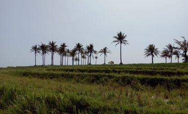 Tanah 8 Ha Pinggir Jalan Raya Cihara Lebak Banten