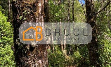 Agrícola en Venta en Sector Huallihuape, cerca del Parque Nacional Alerce Costero, comuna La Unión