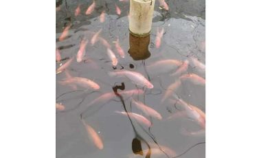 VENDO TERRENO PARA TILAPIA EN BUGABA