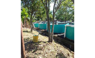 VENDO TERRENO PARA TILAPIA EN BUGABA