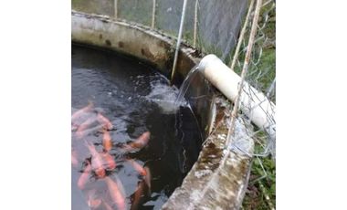 VENDO TERRENO PARA TILAPIA EN BUGABA