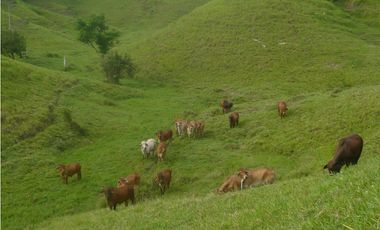 SE VENDE FINCA MUNICIPIO DE PUERTO BOYACA .