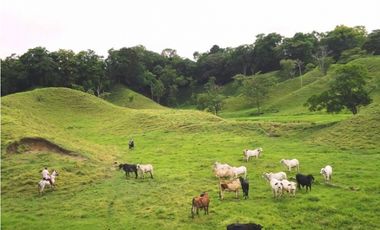 SE VENDE FINCA MUNICIPIO DE PUERTO BOYACA .