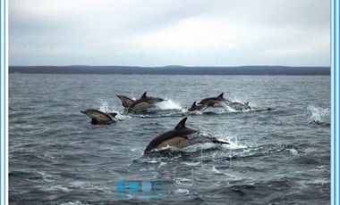 ISLA LAITEC / QUELLÓN