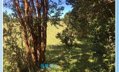 ISLA LAITEC / QUELLÓN