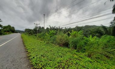 Over 110 Rai of land with palm plantation for sale in Ao Luk,Krabi