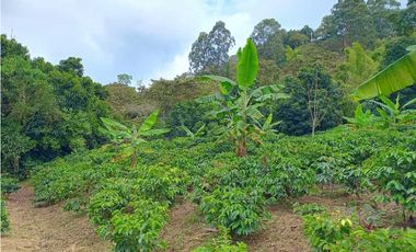 VENTA FINCA TITIRIBI, SUROESTE ANTIOQUEÑO