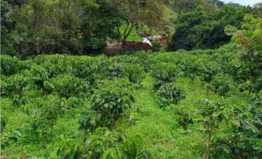 VENTA FINCA TITIRIBI, SUROESTE ANTIOQUEÑO