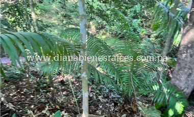 Venta de finca en Chorrera