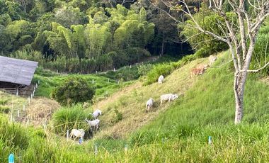 FINCA EN VENTA EN PALESTINA