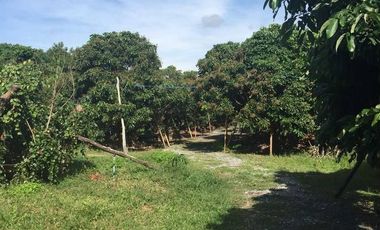Land for sale in Chomphu, Chiang Mai