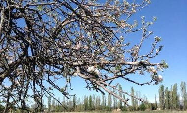 HERMOSO TERRENO DE 1,1 HECTAREA CON CABAÃA ECOLOGICA