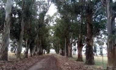 VENTA Lote Necochea