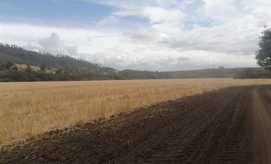 Agrícola en Venta en FUNDO SECTOR DICAO