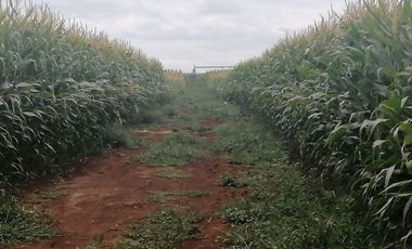 Agrícola en Venta en FUNDO SECTOR DICAO