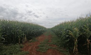 Agrícola en Venta en FUNDO SECTOR DICAO
