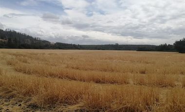 Agrícola en Venta en FUNDO SECTOR DICAO