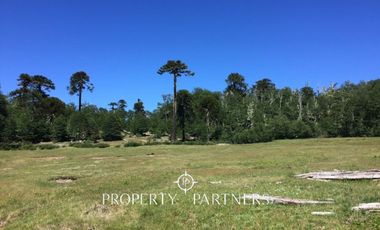 Pucon, Llancalil Alto, campo ideal para conservación