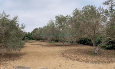 Terrenos Residenciales Venta Proyecto Condominio El Olivar Pampa La Quipa - PUCUSANA
