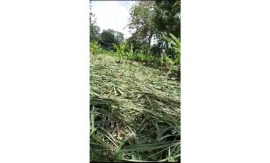 VENDO TERRENO EN LA CHORRERA EL CACAO DE CAPIRA 2 HECTREAS