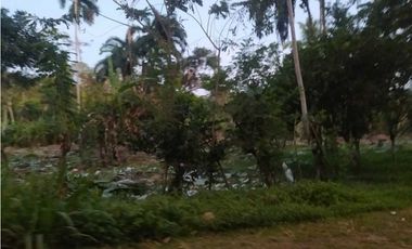 VENDO TERRENO EN LA CHORRERA EL CACAO DE CAPIRA 2 HECTREAS