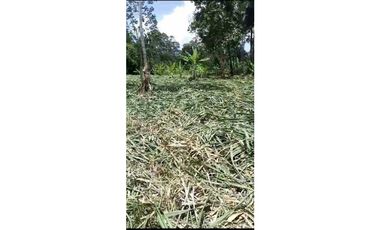 VENDO TERRENO EN LA CHORRERA EL CACAO DE CAPIRA 2 HECTREAS