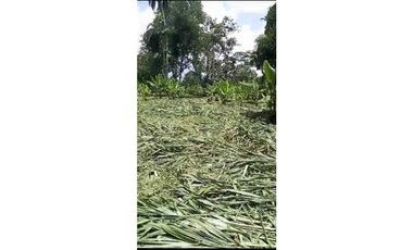 VENDO TERRENO EN LA CHORRERA EL CACAO DE CAPIRA 2 HECTREAS