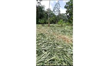 VENDO TERRENO EN LA CHORRERA EL CACAO DE CAPIRA 2 HECTREAS
