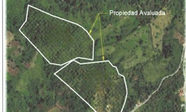 VENDO FINCA DE 22 HECTAREAS RENACIMIENTO