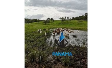 Se Vende Finca Ganadera 120 Ha San Lorenzo USD$1,080,000,00