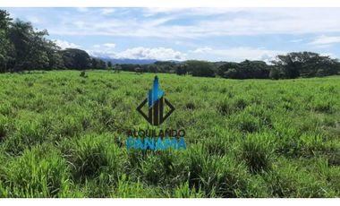 Se Vende Finca Ganadera 120 Ha San Lorenzo USD$1,080,000,00