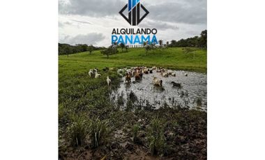 Se Vende Finca Ganadera 120 Ha San Lorenzo USD$1,080,000,00