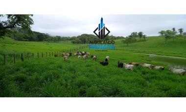 Se Vende Finca Ganadera 120 Ha San Lorenzo USD$1,080,000,00