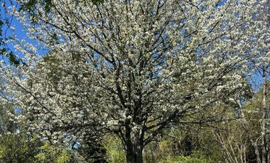 CASA EN SECTOR RURAL DE LONCOPAN EN MEDIA HECTAREA DE TERRENO
