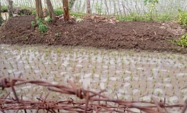 Rumah dan Sawah Luas Type 165 LT 854 M2 Citaman, Nagreg, Bandung Timur.