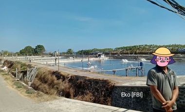 Tambak Udang Aktif & Produktif di Sambelia Lombok Timur NTB