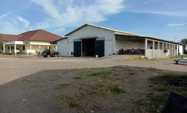 Tambak Udang Aktif & Produktif di Sambelia Lombok Timur NTB